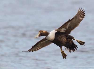 CommonEider23c1962.jpg