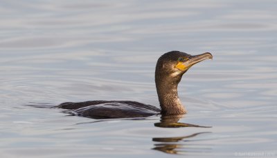 Double-crestedCormorant14c3082.jpg