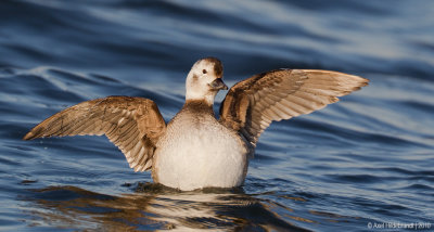 Long-tailedDuck34c3733.jpg