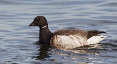 Brant05c2998.jpg