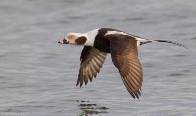 Long-tailedDuck36c2455.jpg