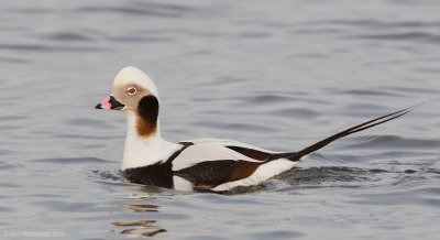 Long-tailedDuck37c3125-1.jpg