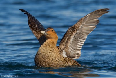 CommonEider25c5801.jpg