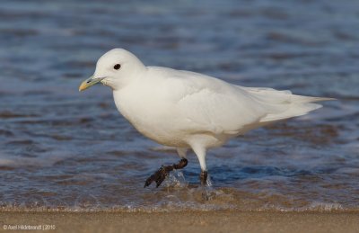 IvoryGull02c5675.jpg