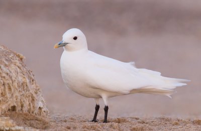 IvoryGull04c4271.jpg