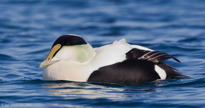 CommonEider27c5742.jpg