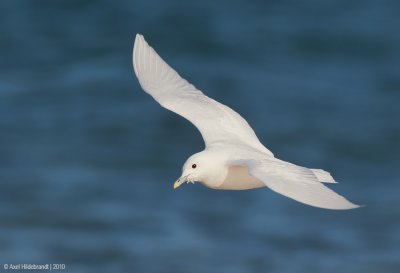 IvoryGull06c5037.jpg