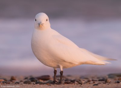 IvoryGull11c4180_1.jpg