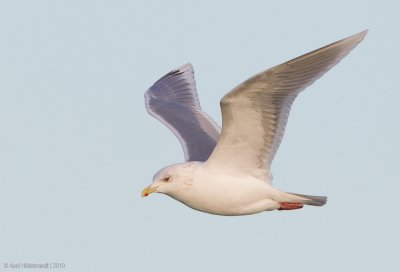 Iceland Gull