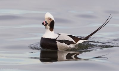 Long-tailedDuck39c3041.jpg