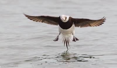 Long-tailedDuck40c2371.jpg