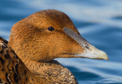 CommonEider28c5783.jpg