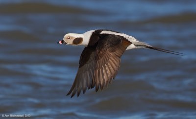 Long-tailedDuck43c0490.jpg