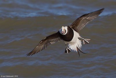 Long-tailedDuck44c0515.jpg
