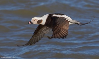 Long-tailedDuck46c0484.jpg