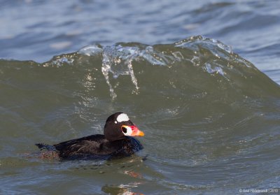 SurfScoter26c6003.jpg