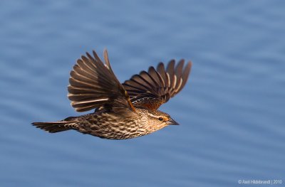 Red-wingedBlackbird61c8718.jpg