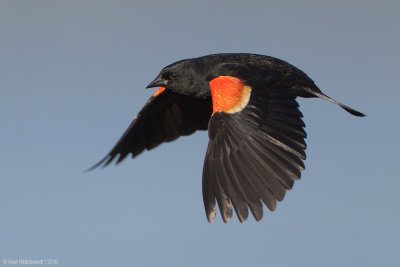 Red-wingedBlackbird62c8709.jpg