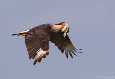 Crested Caracara