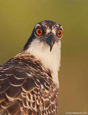 Osprey