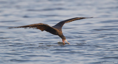 MagnificentFrigatebird07c7600.jpg