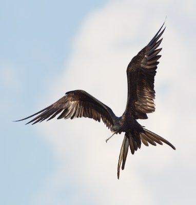 MagnificentFrigatebird08c6361.jpg