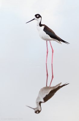 Black-neckedStilt05c3151.jpg