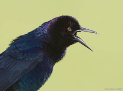 Boat-tailedGrackle01c9748.jpg