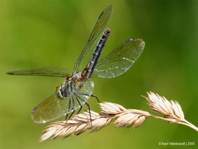 Dragonfly20c.jpg