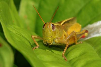 Grasshopper05.jpg