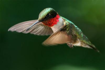 Hummingbird83.jpg