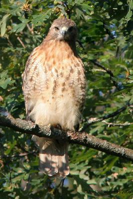 Red-tailedHawk07c1.jpg