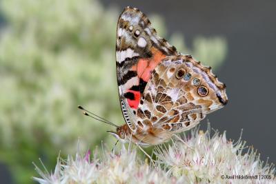 g3/39/618539/3/53043963.PaintedLady02c.jpg