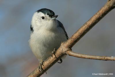 White-breastedNuthatch15c.jpg