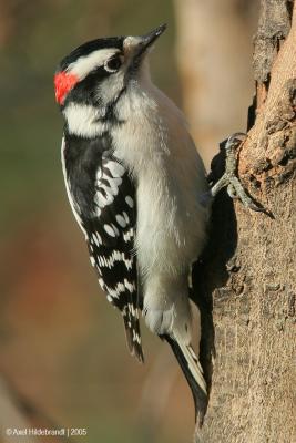 DownyWoodpecker30c.jpg