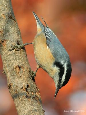 Red-breastedNuthatch08c.jpg