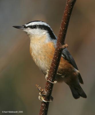 Red-breastedNuthatch10c.jpg