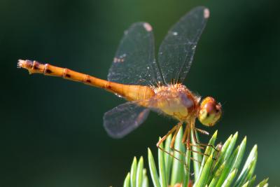 Dragonfly32.jpg
