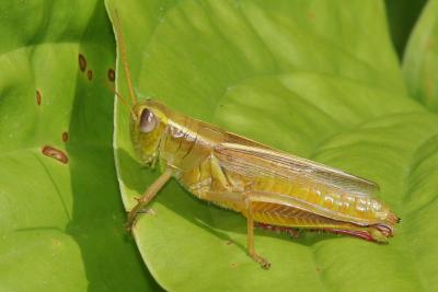 Grasshopper13.jpg