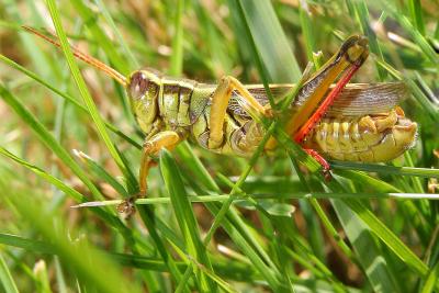 Grasshopper02.jpg