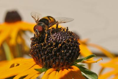 Hoverfly01.jpg