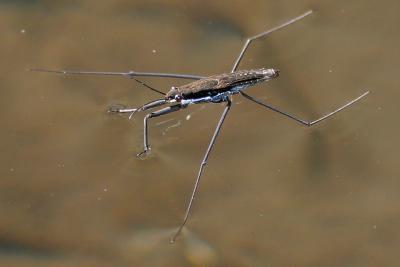 WaterStrider01.jpg