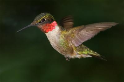 Hummingbird86.jpg