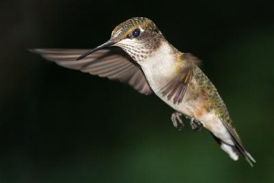 Hummingbird94immature.jpg