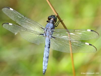 Dragonfly11c.jpg