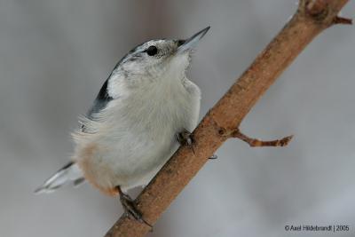 White-breastedNuthatch19c.jpg