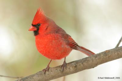Cardinal36c.jpg