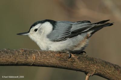 White-breastedNuthatch24c.jpg