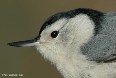 White-breastedNuthatch24-1c.jpg