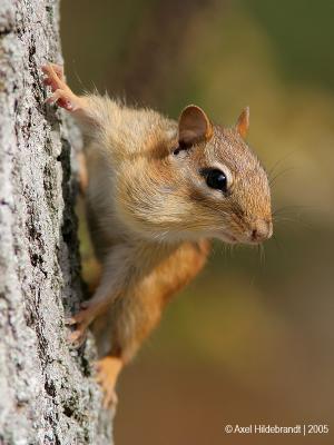 Chipmunk19-1c.jpg